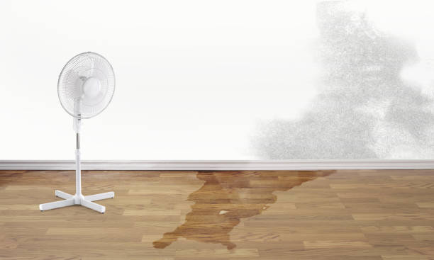 Best Local water damage restoration  in Tickfaw, LA